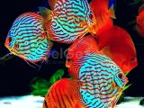 Discus Türleri