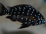 Tropheus Duboisi