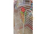 Geveze Lory