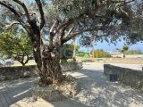 Bellapais'te 4 Yatak Odalı Villa