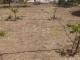 SATILIK LEFKE YEDİDALGA 5 DÖNÜM ARAZİ İÇERİSİNDE 4+1 EV MÜKEMMEL KONUM MÜKEMMEL FIRSAT