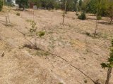 SATILIK LEFKE YEDİDALGA 5 DÖNÜM ARAZİ İÇERİSİNDE 4+1 EV MÜKEMMEL KONUM MÜKEMMEL FIRSAT