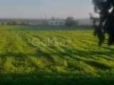 İSKELE GELİNCİK KÖYÜNDE 5.9 DÖNÜM İMARA AÇIK ARSA