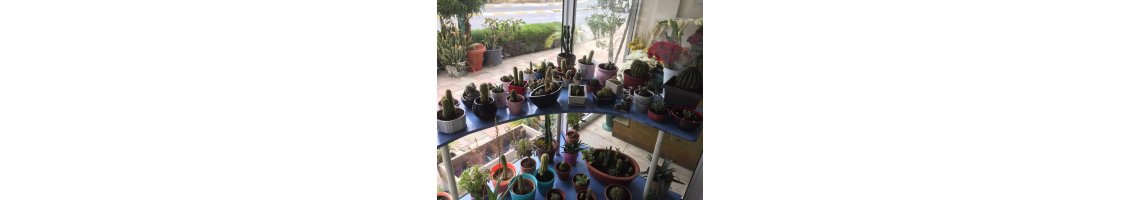 Cypress Florist