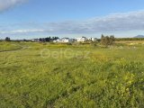 Turk Kocan 1,370m2 Tarla- Gaziveren