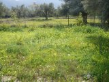 polat koçyiğit 0533 842 82 65 şubat musayıt olacak