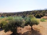 ÜÇ YATAK ODALI LÜKS GOLF VİLLASI