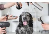 Kıbrıs’ta Mobil Pet Hizmetleri