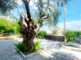 Girne Karaoğlanoğlu satılık 3+1 bahçeli daire