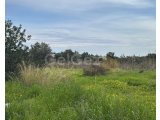 Girne Zeytinlikte satılık arsa