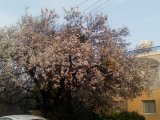 Girne, Karaoğlanoğlu bölgesinde satılık 3+1 villa