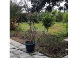 Acil satış!!! Girne, Çatalköy'de satılık güzel 2+1 ikiz villa