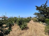 Karşiyaka’da satılık 2 dönüm arazi ,Türk koçanlı !!!!