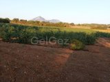 GİRNE/TEPEBAŞI'NDA SATILIK SU KUYULU TARLA