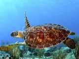 Esentepe'deki popüler Turtle Bay Resort'ta güzelce yenilenmiş 2 yatak odalı çatı katı daire + Özel plaja yürüme mesafesinde + Ortak havuzlar + Barlar ve