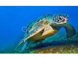 Esentepe'deki popüler Turtle Bay Resort'ta güzelce yenilenmiş 2 yatak odalı çatı katı daire + Özel plaja yürüme mesafesinde + Ortak havuzlar + Barlar ve