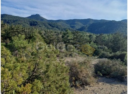 GAZİMAĞUSA TATLISU SATILIK TARLA