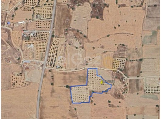 KAT KARŞILIĞI TAKASA AÇIK!!!GAZİMAĞUSA ULUKIŞLA SATILIK ZEYTİNLİK