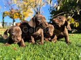 Minyatür Dachshund Yavruları Mevcut!