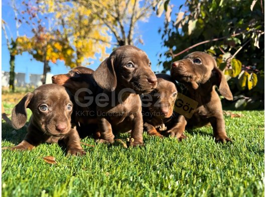 Minyatür Dachshund Yavruları Mevcut!
