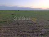 Mağusa mutluyaka’da nitelikli 8 dönüm 1 evlek tarla ..