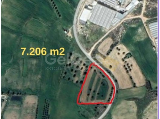 YILDIRIM BÖLGESİ SATILIK ZEYTİNLİ TARLA