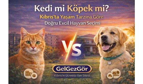 Kedi mi Köpek mi? Kıbrıs’ta Yaşam Tarzına Göre Doğru Evcil Hayvan Seçimi