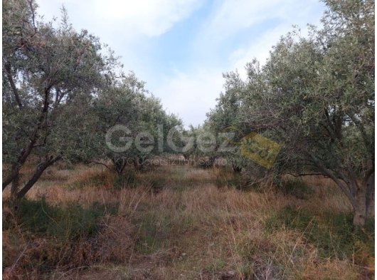 TAŞKÖY’DE (PETRE) SATILIK ZEYTİNLİK VE NARENCİYE BAHÇESİ.