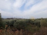 TAŞKÖY’DE (PETRE) SATILIK ZEYTİNLİK VE NARENCİYE BAHÇESİ.