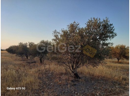 Taşpınar(Angolem)'de Türk Koçanlı Satılık Zeytinlik.