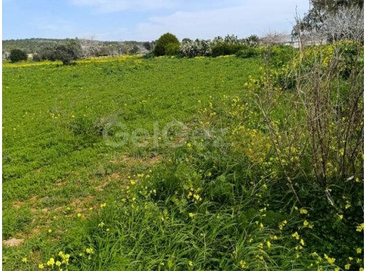 İskele Bölgesi Derince köyünde içerisinde eski ev ve su kuyusu bulunan, geniş satılık sulu arazi