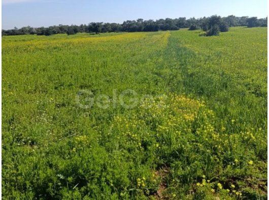 İskele Derince köyünde satılık arazi