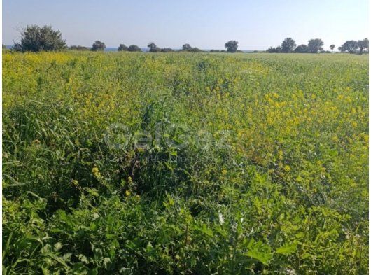İskele Derince köyünde denize 1 km mesafede, satılık arazi