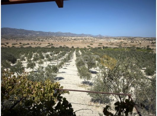 İskele Yarköyde Muhteşem Zeytinlik