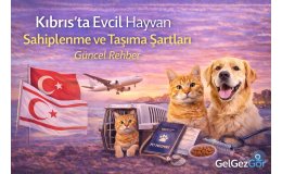 Kıbrıs’ta Evcil Hayvan Sahiplenme ve Taşıma Şartları (Güncel Rehber)