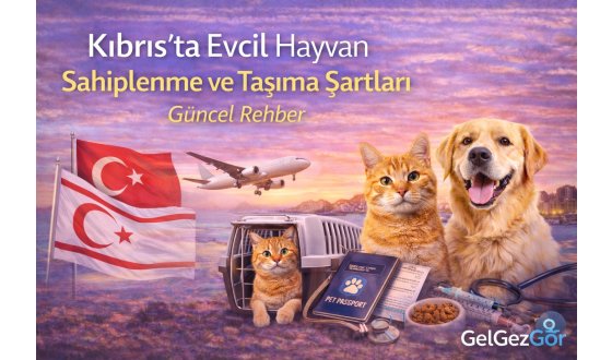 Kıbrıs’ta Evcil Hayvan Sahiplenme ve Taşıma Şartları (Güncel Rehber)