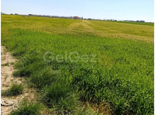 Gazimağusa Mutluyakada 8 dönüm satılık tarla