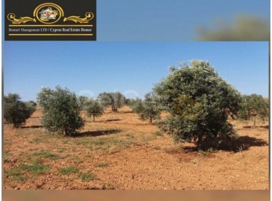 41,146m2 Land For Sale Location Near Sinirustu Iskele (5minutes drive to long beach)(Turkish Title Deeds)