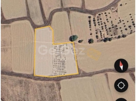 Fasıl 96. Turunlçlu'da satılık 118 adet zeytin ağaçlı arsa. Toplam 9,5 dönüm!