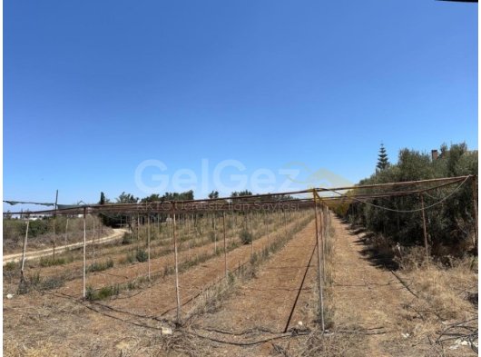 Gaziveren Bölgesinde Denize 800 m Mesafede 3 Dönüm Fırsa Arsa Satılıkdır