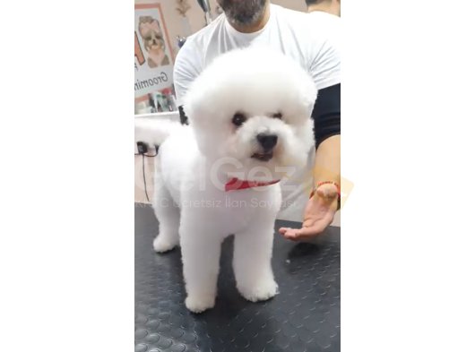 Girne Lapta bölgesinde hizmet veren Puffy Pet Kuaför