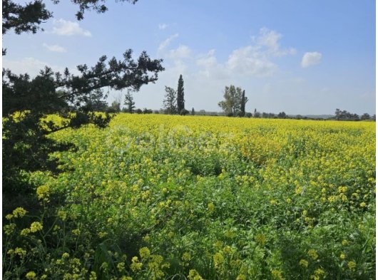 ÇINARLI (GEÇİTKALE ÇINARLI ARASI) ACİL SATILIK KELEPİR FIYATINA TÜRK KOÇANLI - FASIL 96 (İMARA AÇIK, YOL BAĞLANTILI)