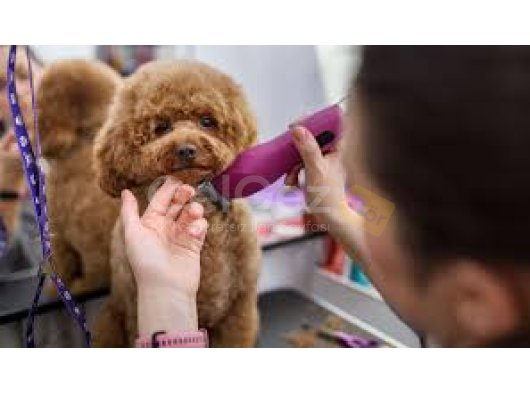 Girne Lapta bölgesinde hizmet veren Puffy Pet Kuaför