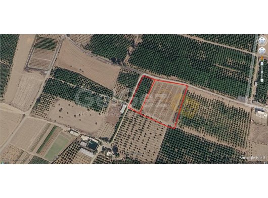 GÜZELYURT' DA SATILIK 8 DÖNÜM NARİNCIYE BAHÇESİ