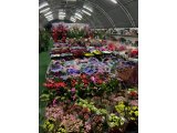 Hepsi Ege Garden da… Daha neler neler