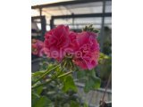 Hepsi Ege Garden da… Daha neler neler