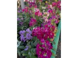 Hepsi Ege Garden da… Daha neler neler
