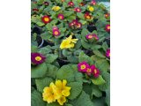Hepsi Ege Garden da… Daha neler neler