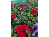 Hepsi Ege Garden da… Daha neler neler