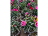 Hepsi Ege Garden da… Daha neler neler